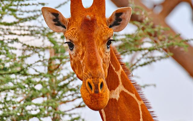 africa-e-oceano-indiano (19).jpg